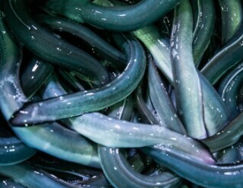 創業九十年を超える老舗卸問屋の”目利き”