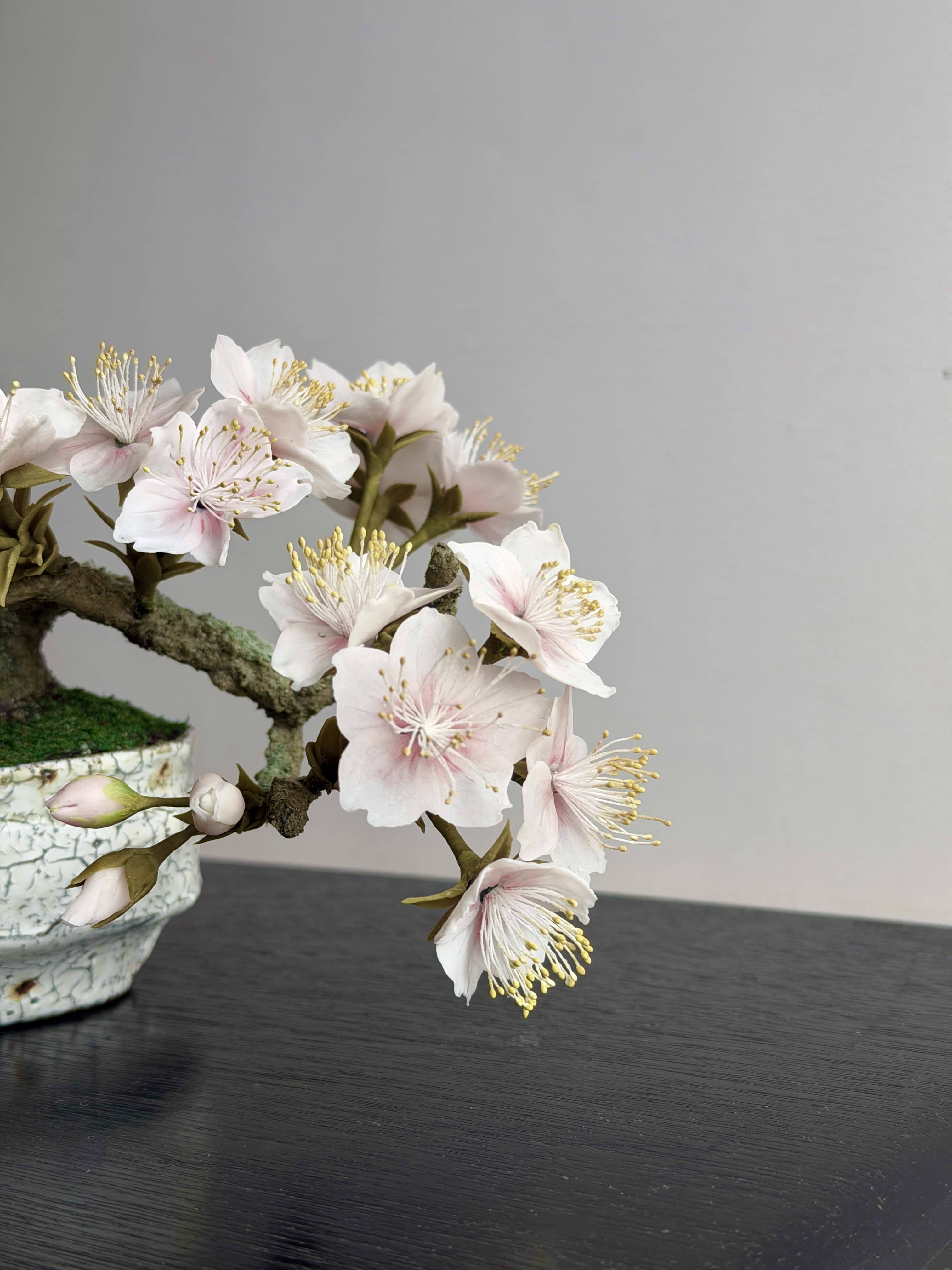 桜盆栽